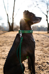Fi Compatible Collar-Evergreen Plaid - BioThane Dog Collar