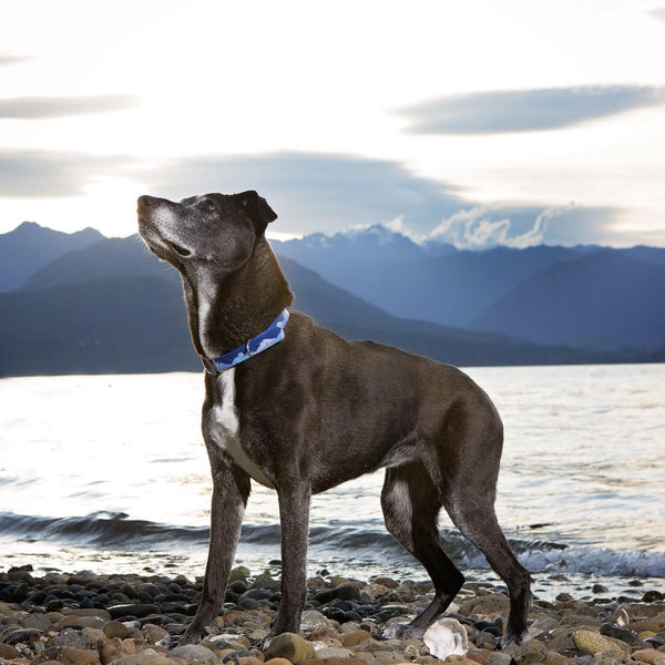 Blue Waterproof Starry Mountains Dog Collar-The Starry Mountains | Pupups.