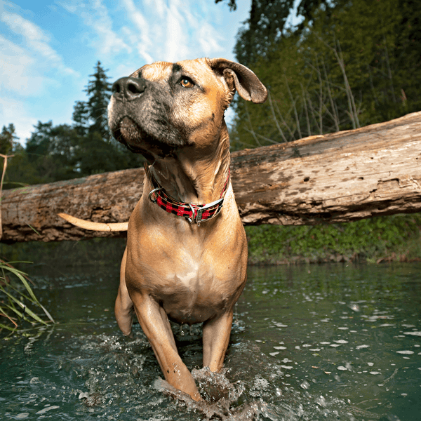 Red Waterproof Buffalo Plaid Dog Collar-The Happy Camper | Pupups.